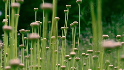 Close-up of gently swaying green leaves in a botanical garden. Perfect for nature, relaxation, wellness, environmental, and eco-lifestyle projects.