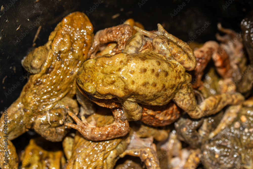 Fototapeta premium Crapaud commun photographié sur le crapaudrome de Malay le Grand