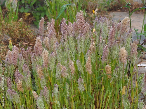 Goldentop Grass (Lamarckia aurea)