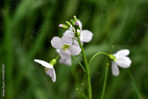 Wiesen-Schaumkraut Blüten und Knospen