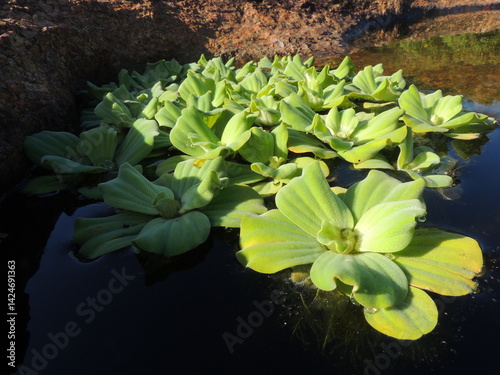 Floating water lettuce plants in clear pond under sunlight
