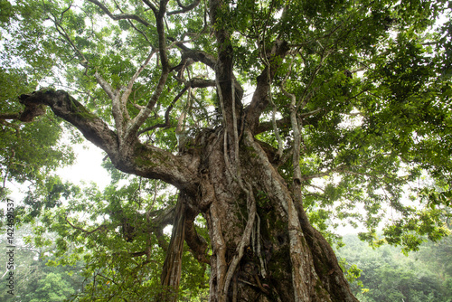 A wild jungle in Uganda. A vegetation in Uganda's rainforest. African forests are home to strong and old trees.