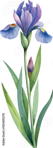 Colorful watercolor purple iris vector botanical floral classic illustration