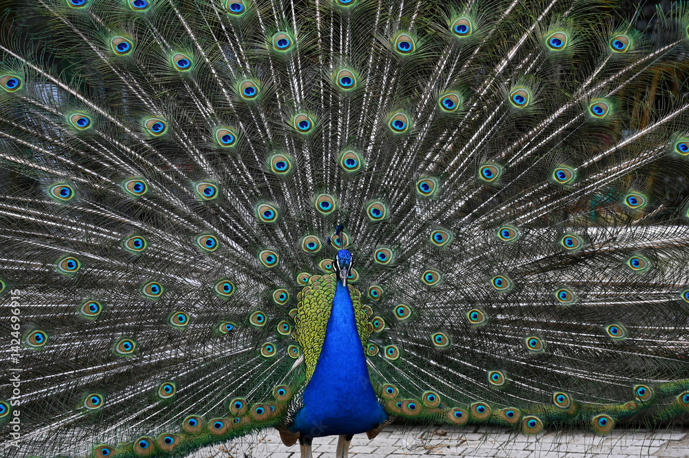 Obraz premium Peacock has a wonderful visual beauty with its colorful fluffy feathers.