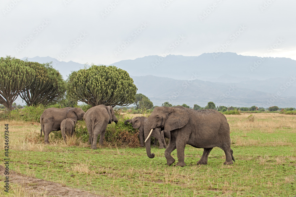 Obraz premium Group of elephants are walking on the meadow with view to Rwenzori mountains. African elephants in the open area. 