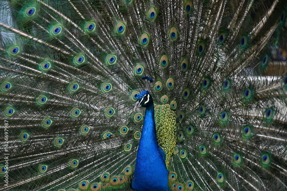 Naklejka premium Peacock has a wonderful visual beauty with its colorful fluffy feathers.