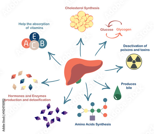 Quadro su tela liver functions: Synthesis protein, Amino acid and cholesterol, deactivation of poisons and toxins, produces bile, help the absorption of vitamins, hormones & enzymes production and detoxification