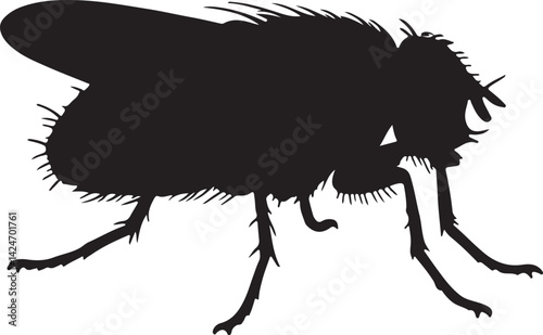 Housefly Silhouette on White Background