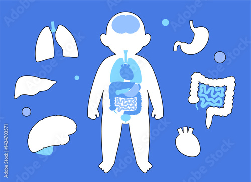 Internal organs of the child