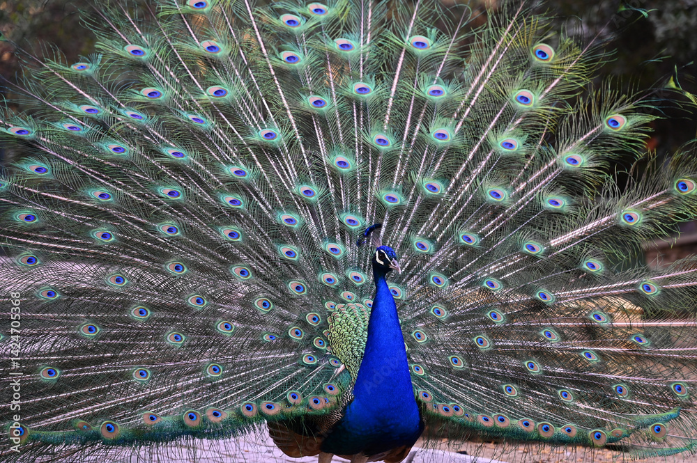 Obraz premium Peacock has a wonderful visual beauty with its colorful fluffy feathers.