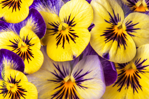 floral background of wild violet yellow and blue