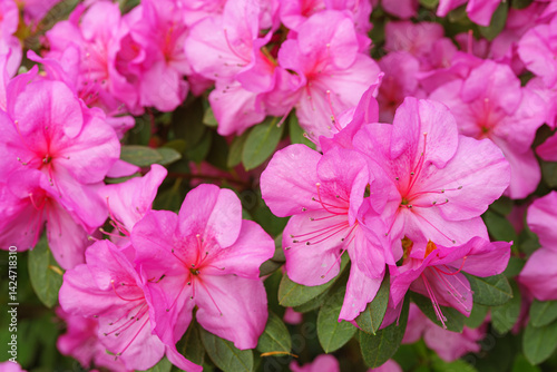 Blooming pink japan Azalea Ericaceae flowers, rhododendron flower macro, background. Evergreen decorative plant outdoor or in orangery in botanical garden. Gardeining, plant breeding