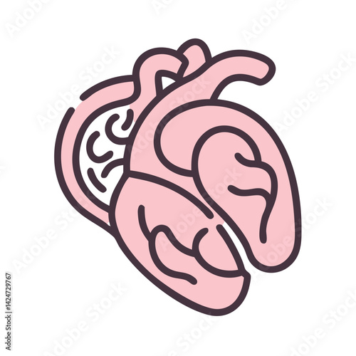Anatomical heart illustration, cardiology, health, organ, medical