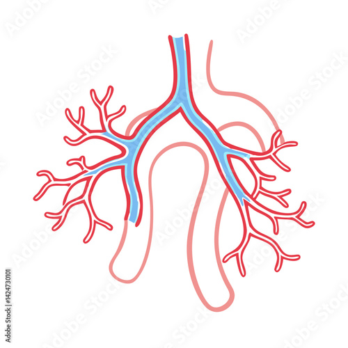 Respiratory system, lung anatomy, bronchial tree vector illustration