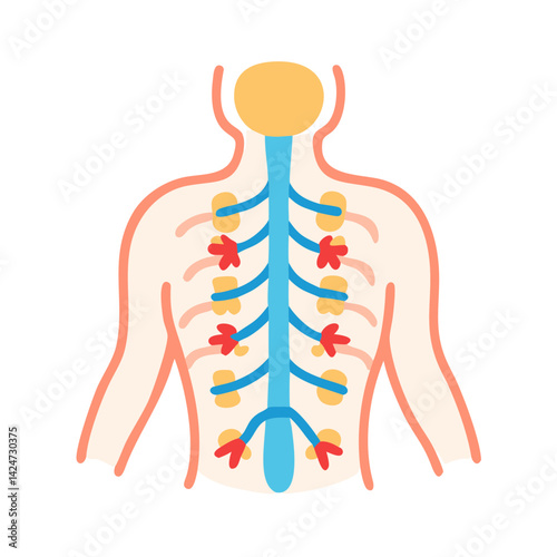 Simplified illustration of the spinal column and nerves