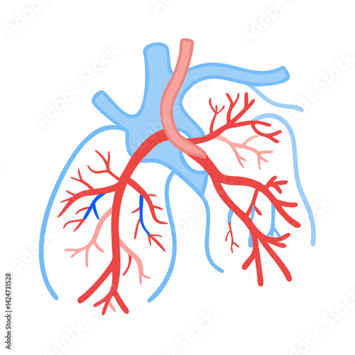 Illustration of the human lungs, bronchi and vessels