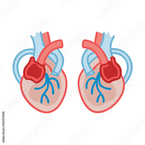 Two Human Hearts Anatomical Illustration on a Black Background