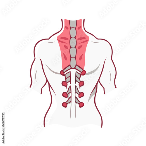 Human Anatomy Back Spine and Ribs illustration