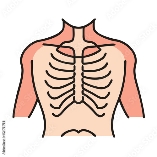 Human Rib Cage and Upper Body Anatomical Structure