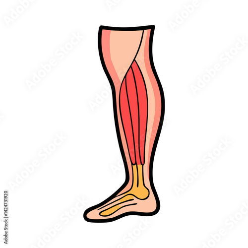 Human Leg Anatomy: Muscle Structure and Foot Illustration