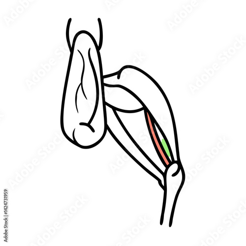 Calf muscle schematic illustration with medical diagram style