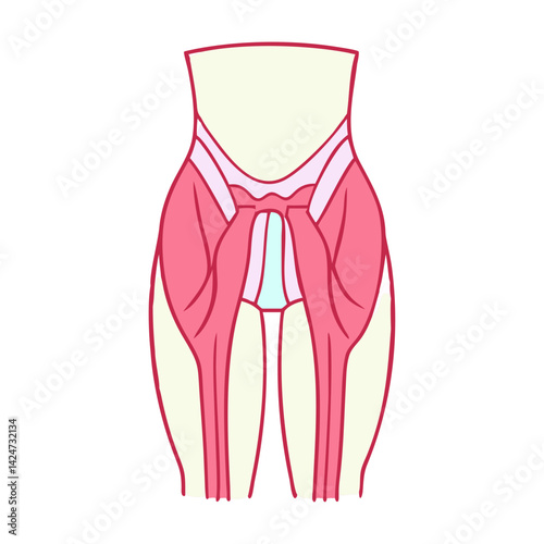 Simplified illustration of human pelvic muscles and leg muscles