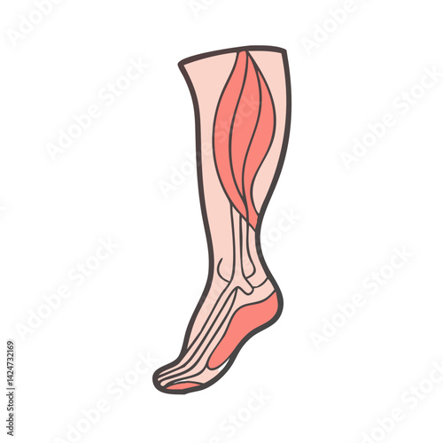 Illustration of lower leg and foot muscles