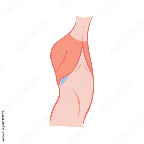Upper Body Anatomy Cartoon Illustration with Black Background