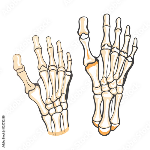 Anatomical illustration of skeletal hands, digital drawing, Halloween