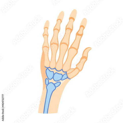 Hand Anatomy Illustration: Bones, Joints, and Metacarpals