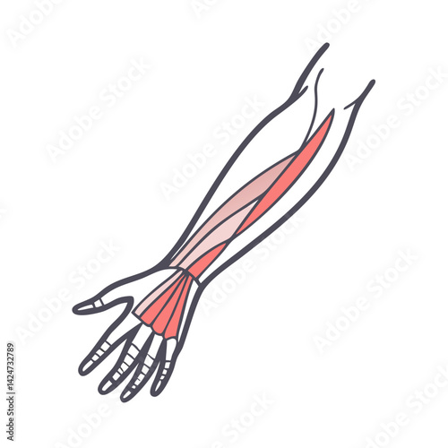Human Arm Musculature Anatomy Illustration on Black Background