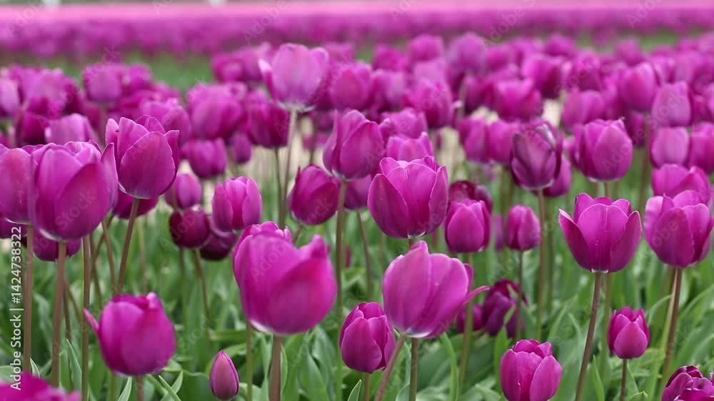 Spring tulips swaying softly in the wind. Spring tulips swaying softly in the wind.