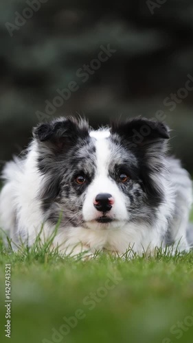 Cheerfully Border Collie with a shiny pedigree dashes through a lush green park, eyes locked on the camera. As it reaches the lens, it flops down on the grass with a happy grin pure playful energy in