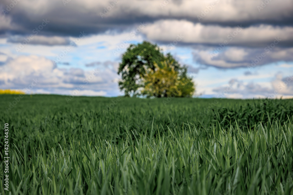 Solitary tree in a vibrant green field under cloudy sky near Zurich, Switzerland