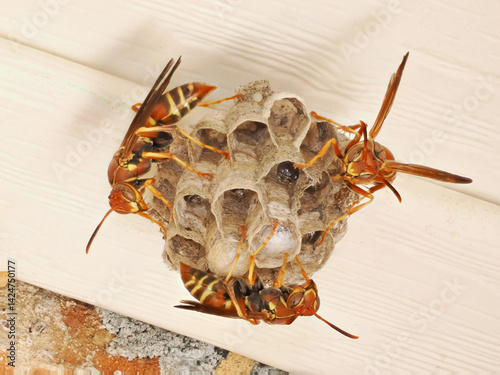 A Focus Stacked Close-up Image of Orange Paper Wasps on Their Nest