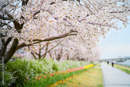 Obraz na płótnie 信濃川沿いの桜 w salonie