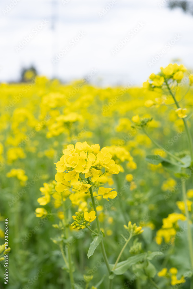 菜の花が咲いている春の日本 菜の花が咲いている春の日本