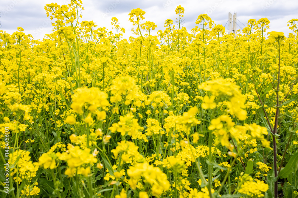 Obraz premium 菜の花が一面に咲いている畑