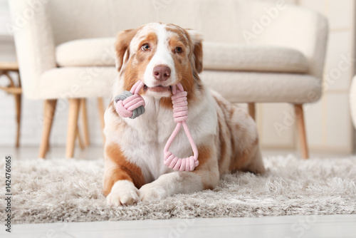 Cute Australian Shepherd do...