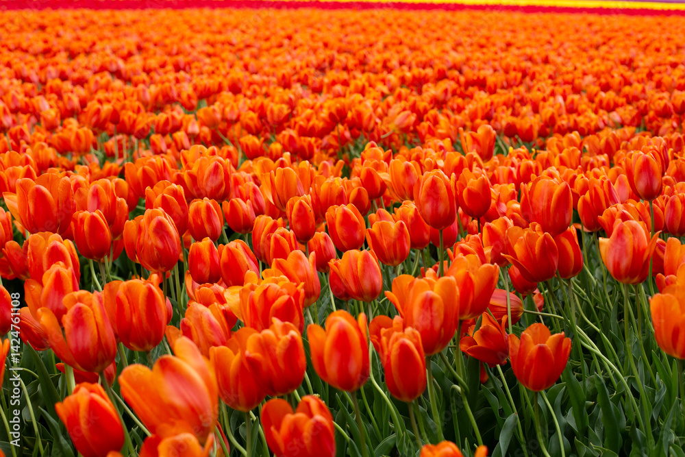 Obraz premium Colorful orange tulips grow and bloom in close proximity to one another in tulip flower garden.