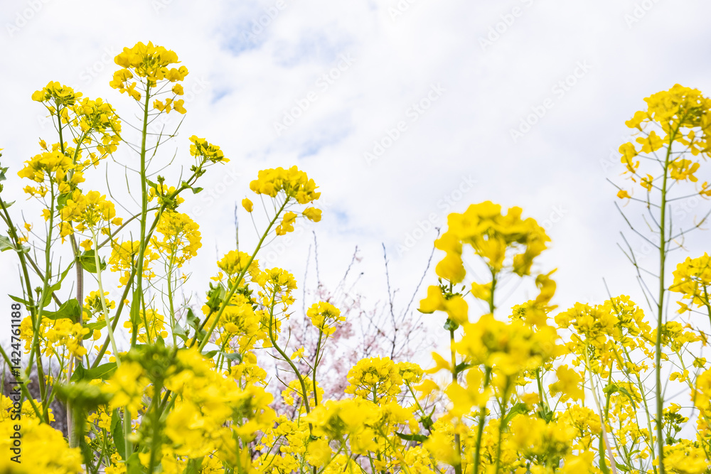 黄色い菜の花が曇り空に咲いている 黄色い菜の花が曇り空に咲いている