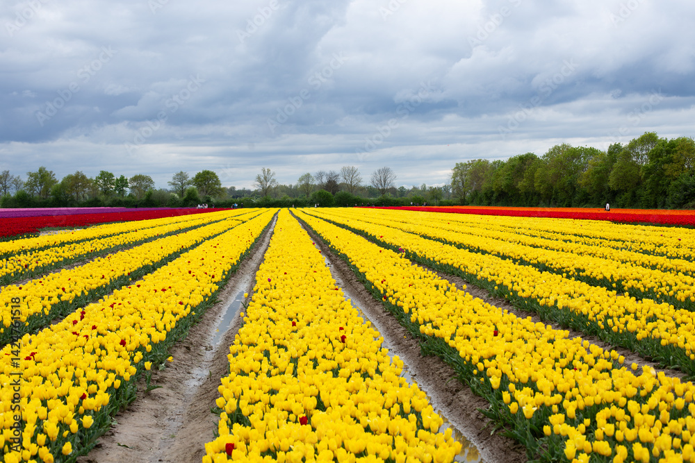 A field of tulips on a sunny day. Tulips of various colors. A field of tulips on a sunny day. Tulips of various colors.