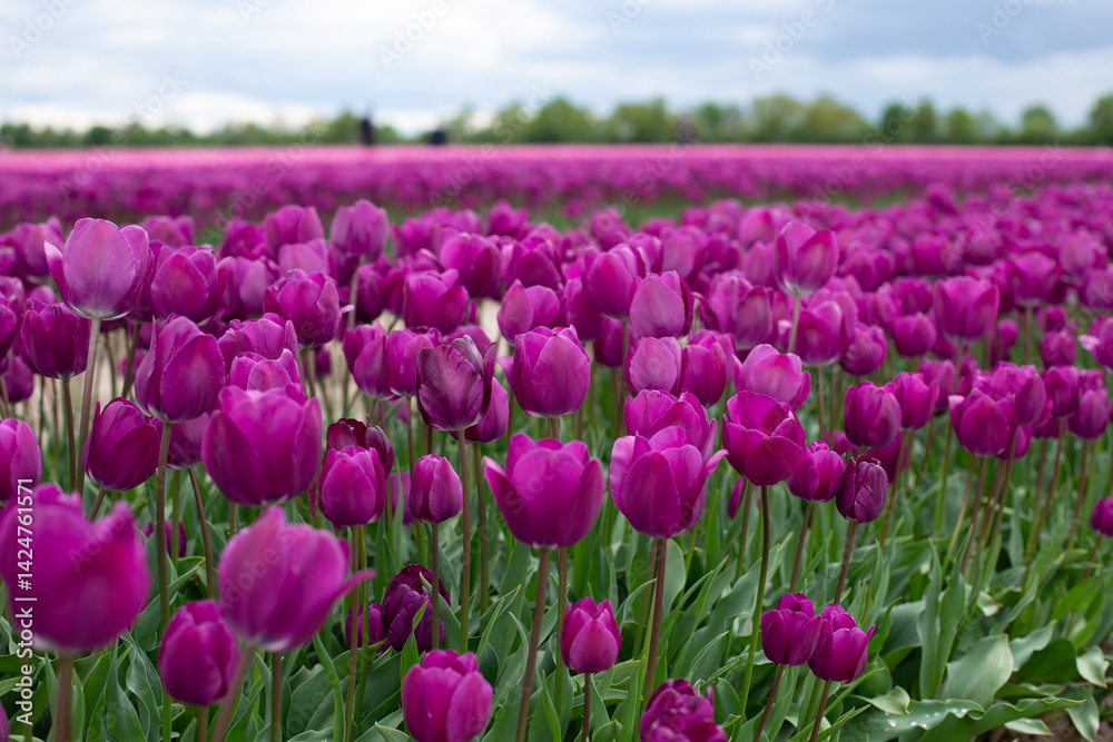 Obraz premium A field of purple tulips on a sunny day.