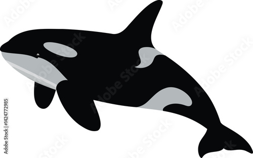 a clean, simple flat vector illustration of an Orca (Killer Whale). The style should be graphic and simplified.
