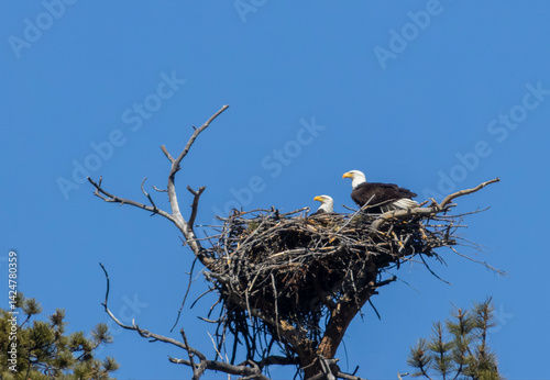 Bald Eagle Nest