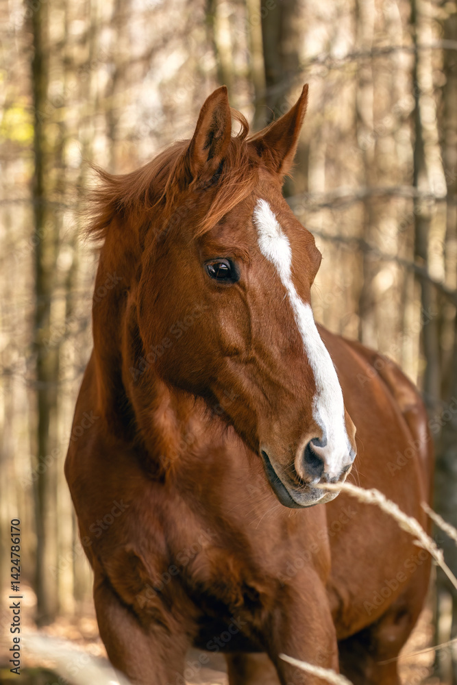 Portrait of a chestnut brown Trakehner mare outdoors