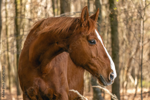 Obraz na płótnie Portrait of a chestnut brown Trakehner mare outdoors w salonie