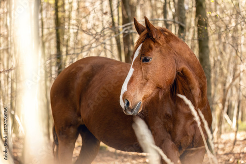 Portrait of a chestnut brown Trakehner mare outdoors