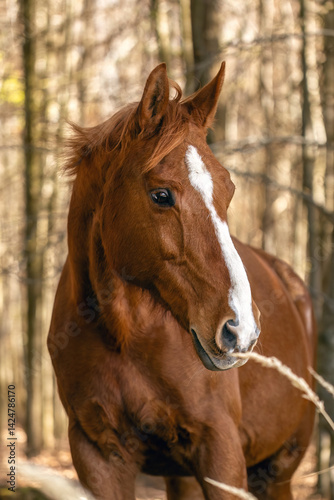 Obraz na płótnie Portrait of a chestnut brown Trakehner mare outdoors w salonie