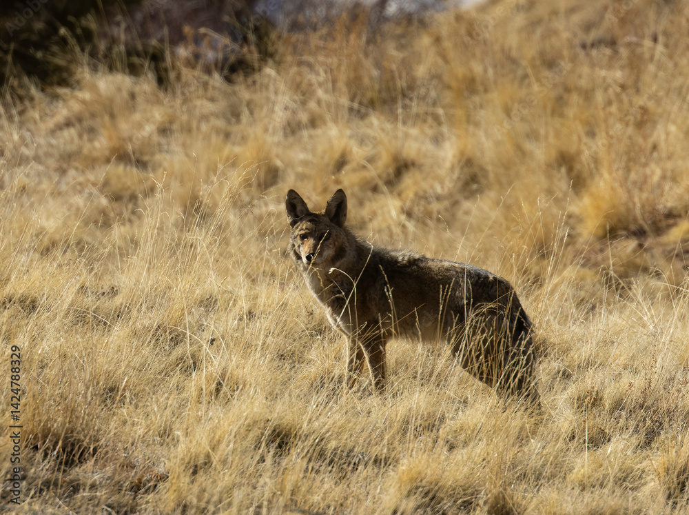 Coyote on the hunt Coyote on the hunt